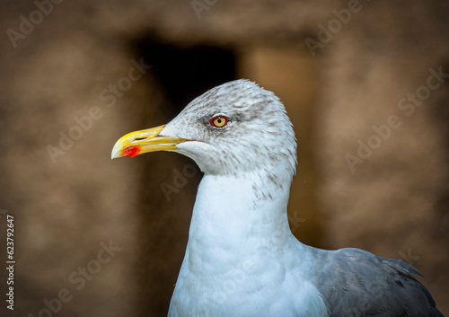 Closeup of a seagull as a portrait with a blurred background © anderm