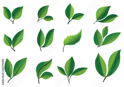 Realistic tropical plants green leaf set design