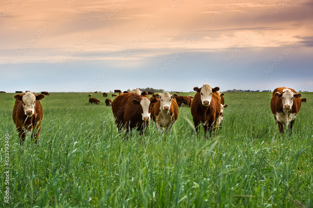 Countryside landscape with cows grazing, La Pampa, Argentina Countryside landscape with cows grazing, La Pampa, Argentina