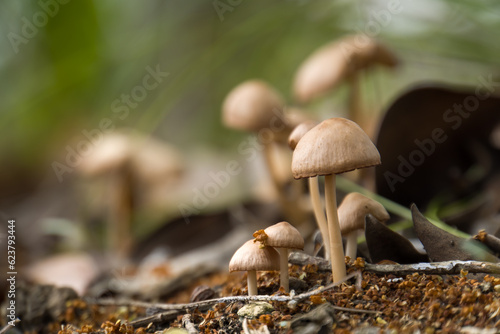 Psilocybe bohemica, psychedelic mushroom, magic shrooms