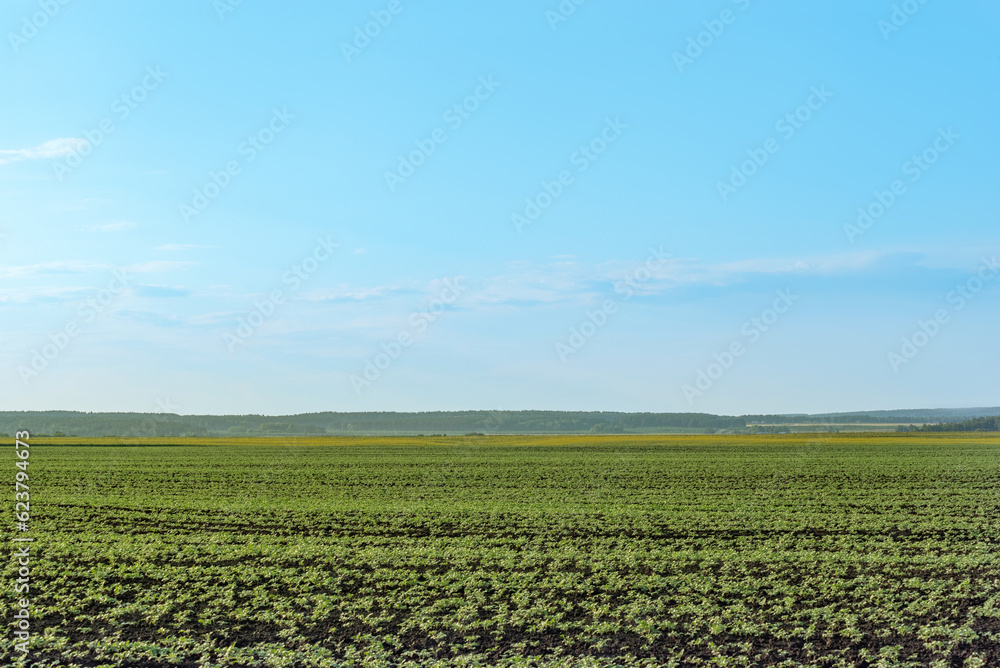 sown fields against a blue sky background