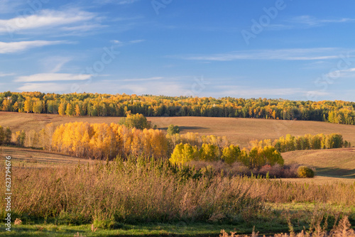 autumn landscape on a sunny warm day with blue sky  yellow trees with dried foliage