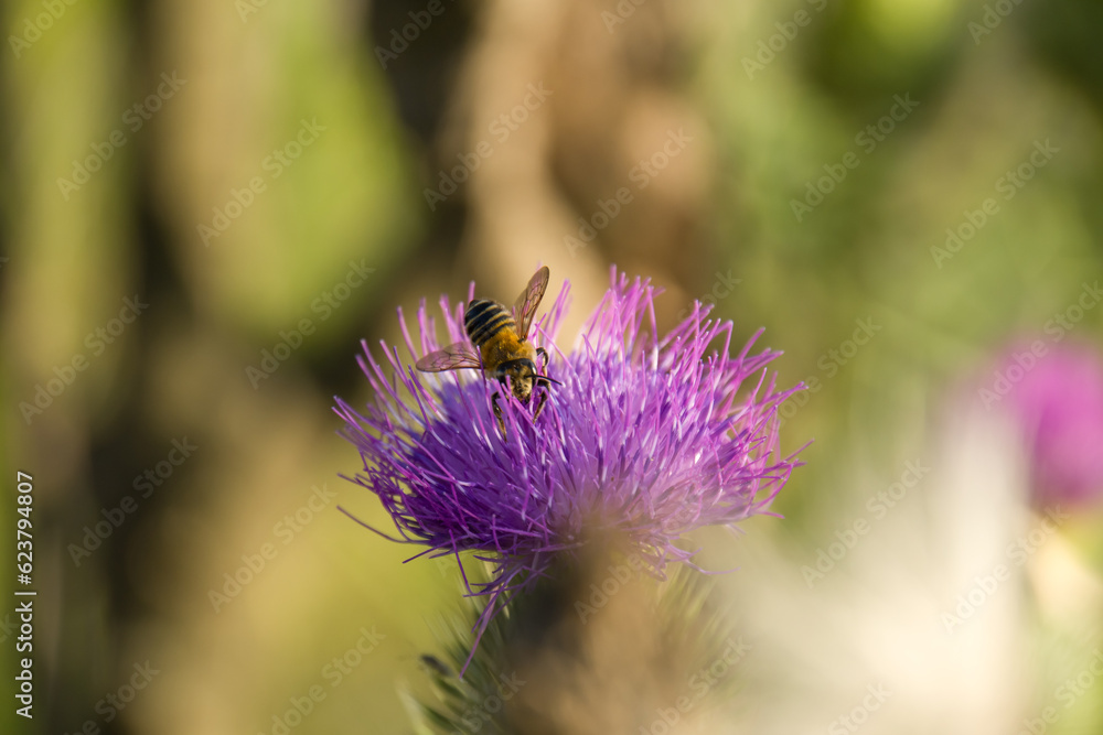 Beautiful honeybee on a thistle flower in autumn garden, closeup Beautiful honeybee on a thistle flower in autumn garden, closeup