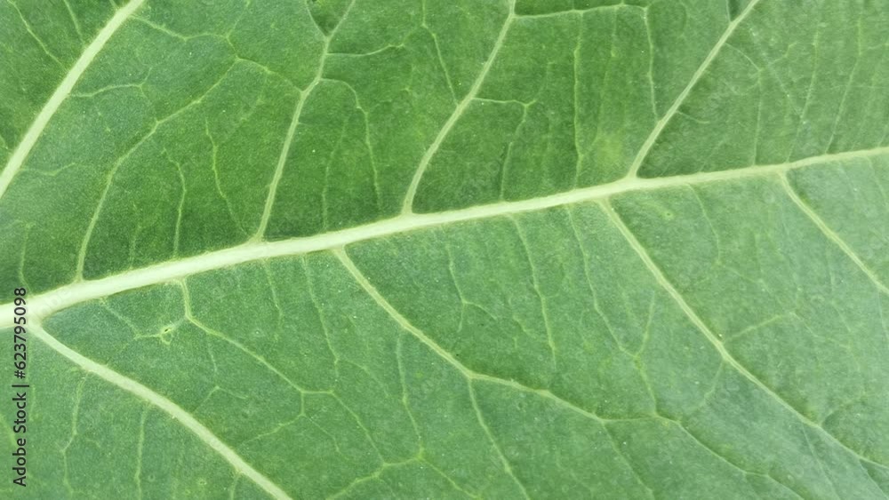 Tree Leaf Texture Tree Leaf Texture