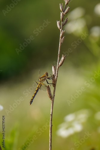 Wallpaper Mural Dragonfly Resting on a Stem in a Sunny Meadow Torontodigital.ca
