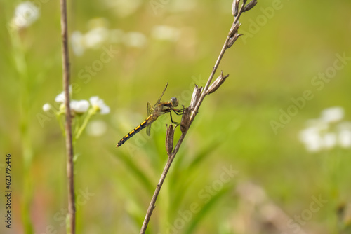 Wallpaper Mural Close-up of a delicate dragonfly perched on a thin stalk of grass, with soft green foliage in the background Torontodigital.ca