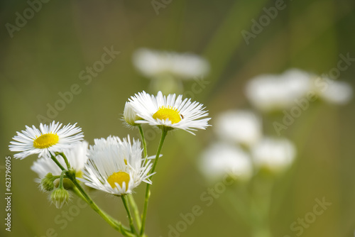 beautiful daisy flowers with a blurred background
