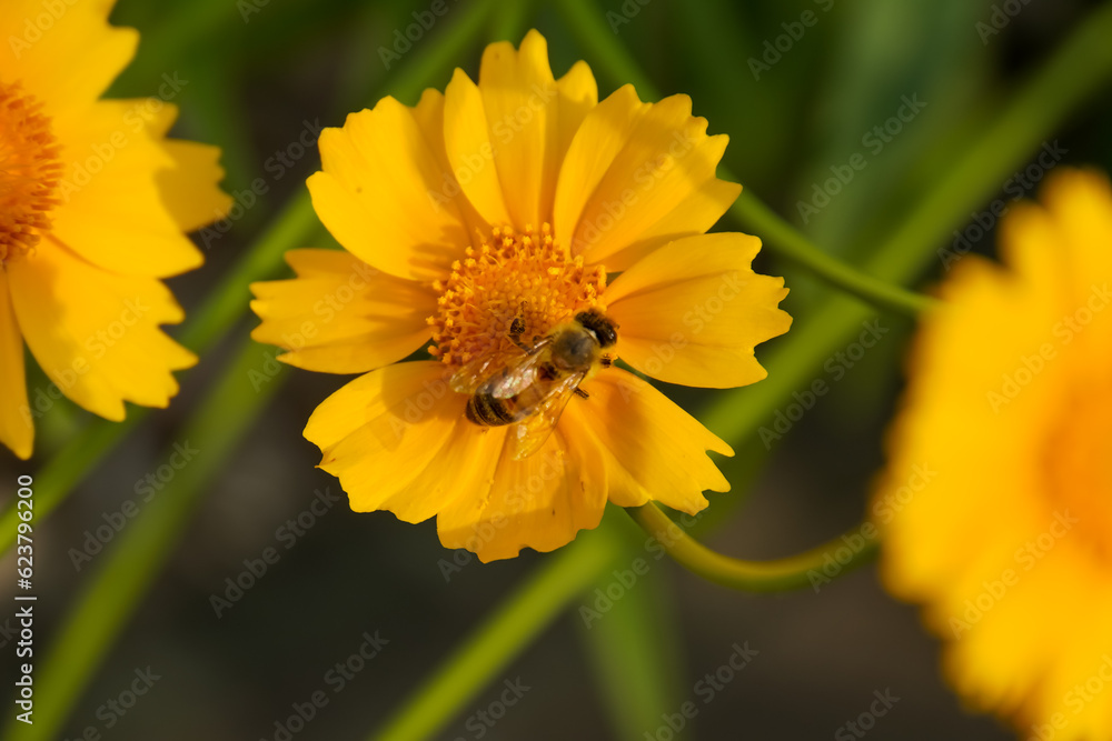 A yellow and orange bee on a yellow coreopsis flower A yellow and orange bee on a yellow coreopsis flower