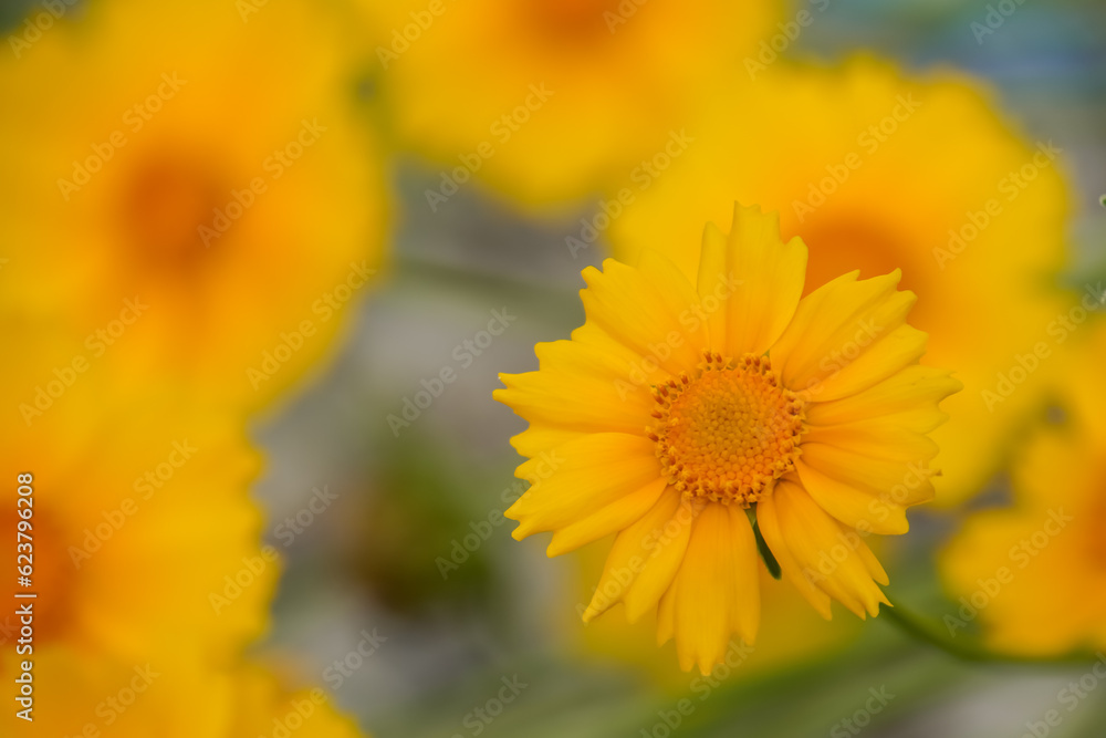 Large-Flowered Tickseed bloom during autumn Large-Flowered Tickseed bloom during autumn