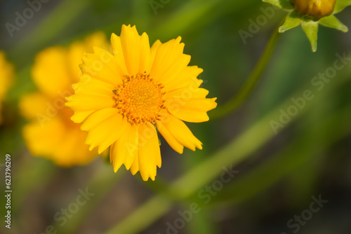 Coreopsis is a genus of flowering plants in the family Asteraceae. Common names include calliopsis and tickseed, a name shared with various other plants. photo