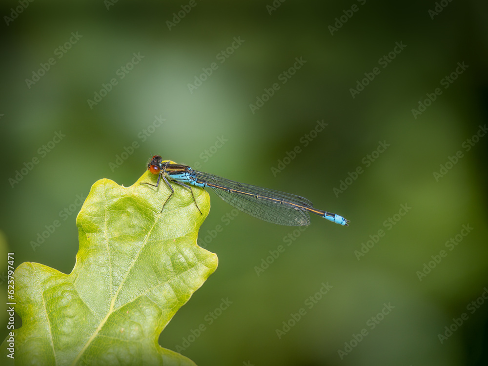 Red-eyed damselfly male sitting on a leaf. Side view, closeup, UK. Erythromma najas. Red-eyed damselfly male sitting on a leaf. Side view, closeup, UK. Erythromma najas.