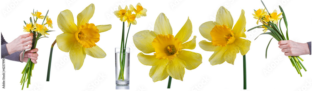 Fototapeta premium a collection of daffodils in the hands of a girl, in a vase, a set of transparent white background close-up.​
