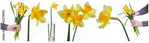 a collection of daffodils in the hands of a girl, in a vase, a set of transparent white background close-up.​