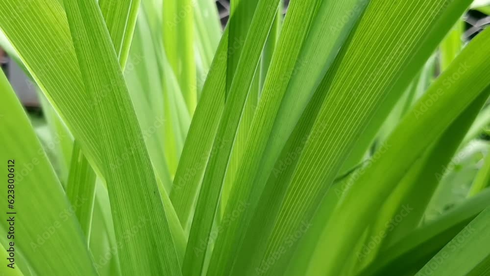 leaves background leaves background