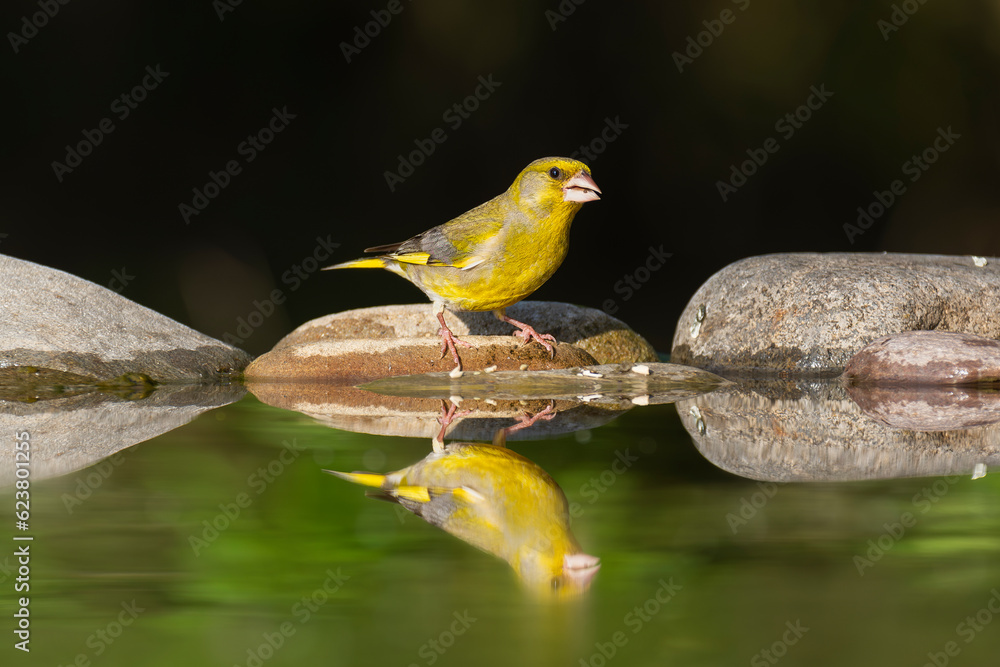 European greenfinch - Chloris chloris - on stone with reflection on water with dark background. Photo from Kisújszállás in Hungary. European greenfinch - Chloris chloris - on stone with reflection on water with dark background. Photo from Kisújszállás in Hungary.