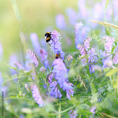 Hummel auf einer lila Vogel-Wicke, Blüte und Insekt, Nahaufnahme, close-up