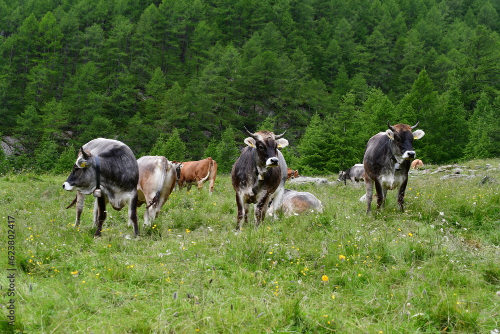 Kühe auf der Weide im Pfossental in Südtirol 