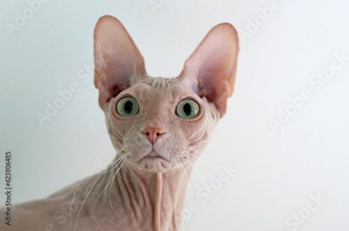close up portrait of a cat cornish rex