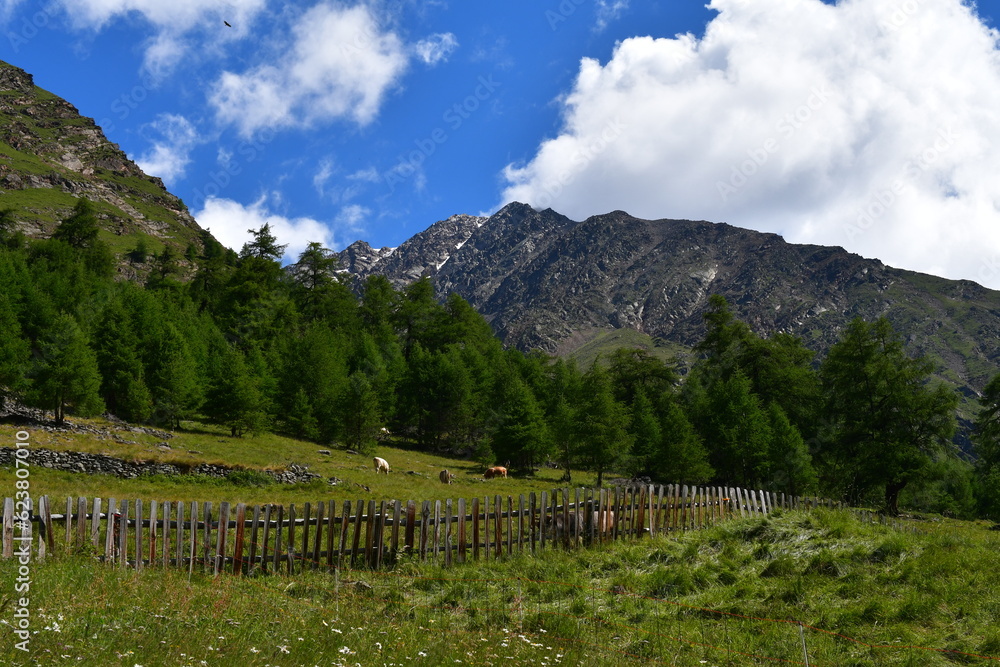 Schöne Landschaft mit Kühen auf der Weide im Pfossental in Südtirol 