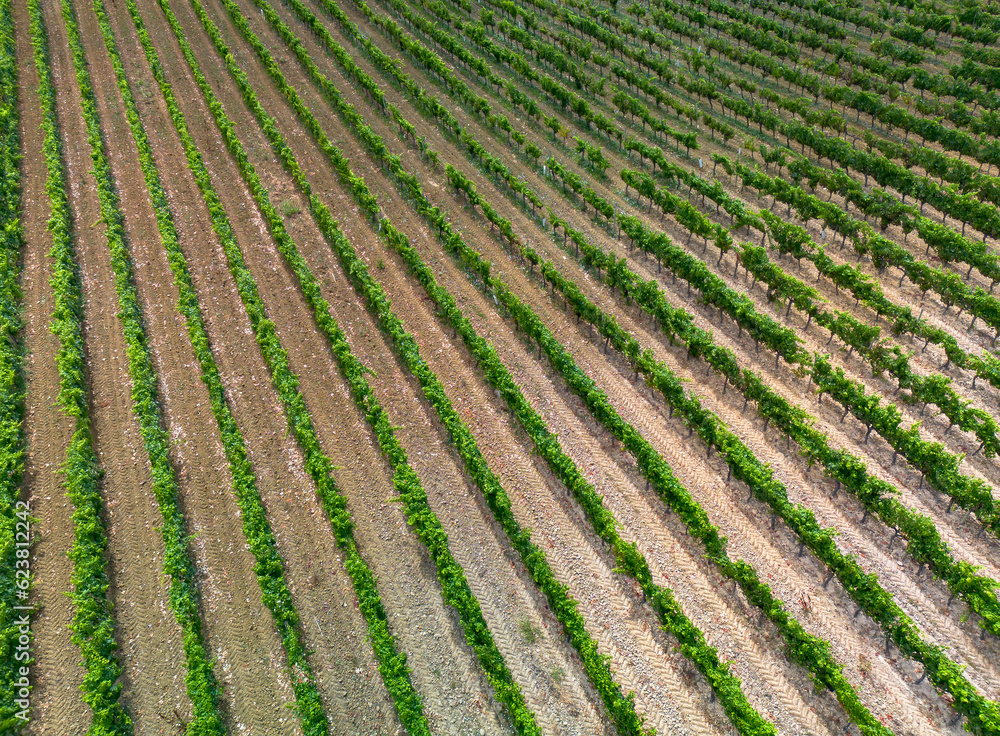 Aerial view from a drone over the landscape of Bairrada vineyards in Portugal
Aerial view from a drone over the landscape of Bairrada vineyards in Portugal