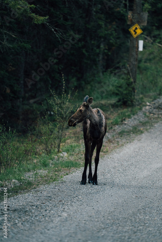Young Moose in Road