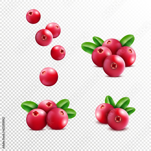 Cranberry. Realistic raspberry fruit, vitamin berries, summer food and leaf, healthy plant. Organic cowberry. Botanical elements for food and cosmetics packaging. Vector isolated illustration