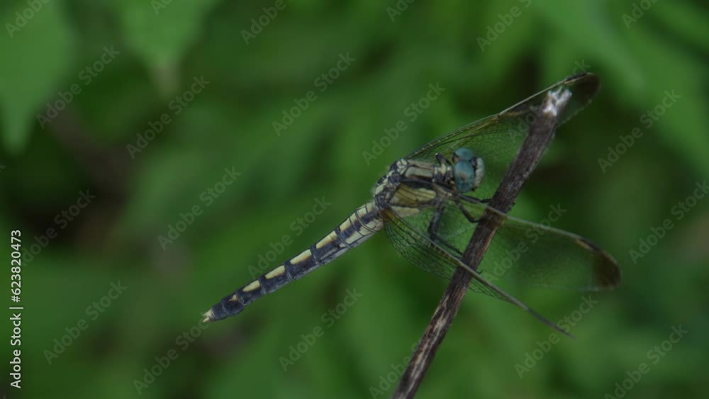 Macro view of a yellow-orange meadowhawk dragonfly perched on the tip of a dry branch.documentary concept.insects and bugs Macro view of a yellow-orange meadowhawk dragonfly perched on the tip of a dry branch.documentary concept.insects and bugs