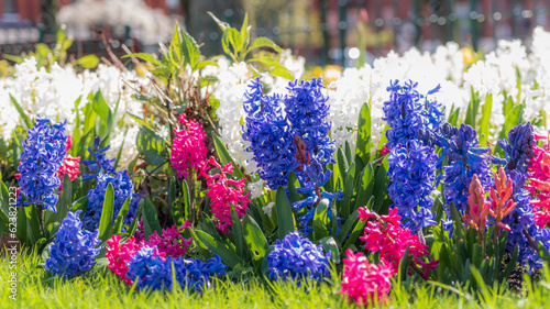 Photography Mix of blue, pink and white hyacinths after a rain shower in a park in Dublin