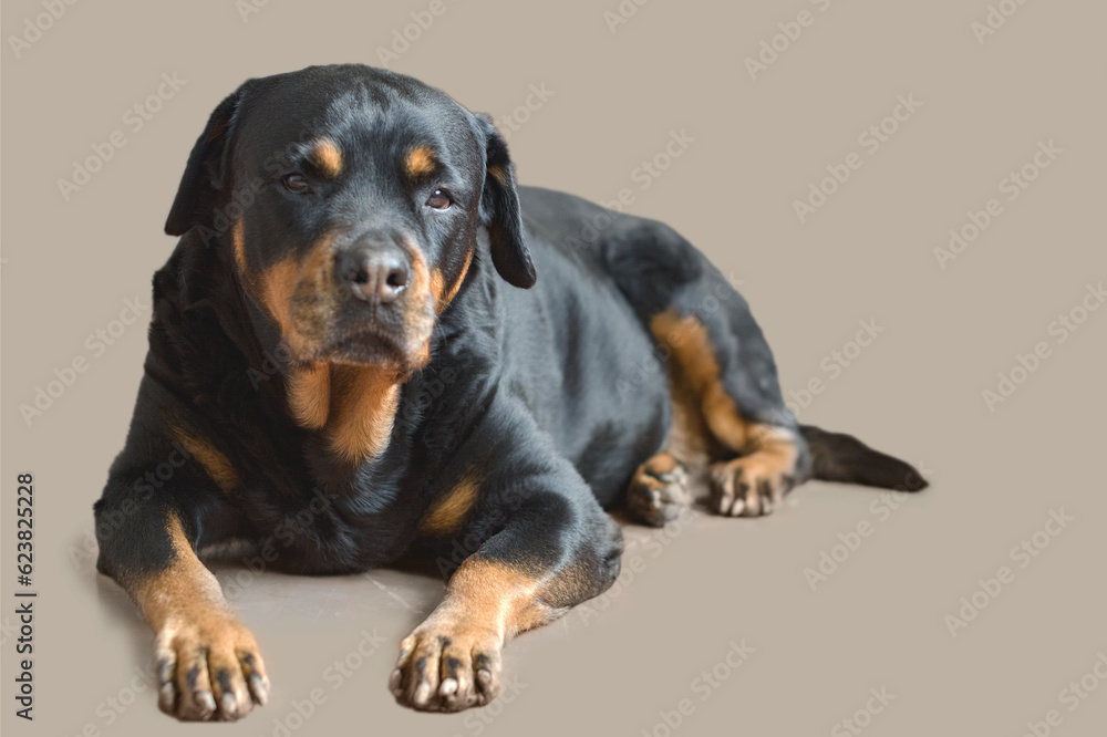 sad elderly Rottweiler dog lies and looks at the camera sad elderly Rottweiler dog lies and looks at the camera