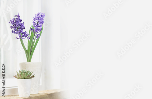 flower background of spring flowers in light warm colors hyacinths, selective focus