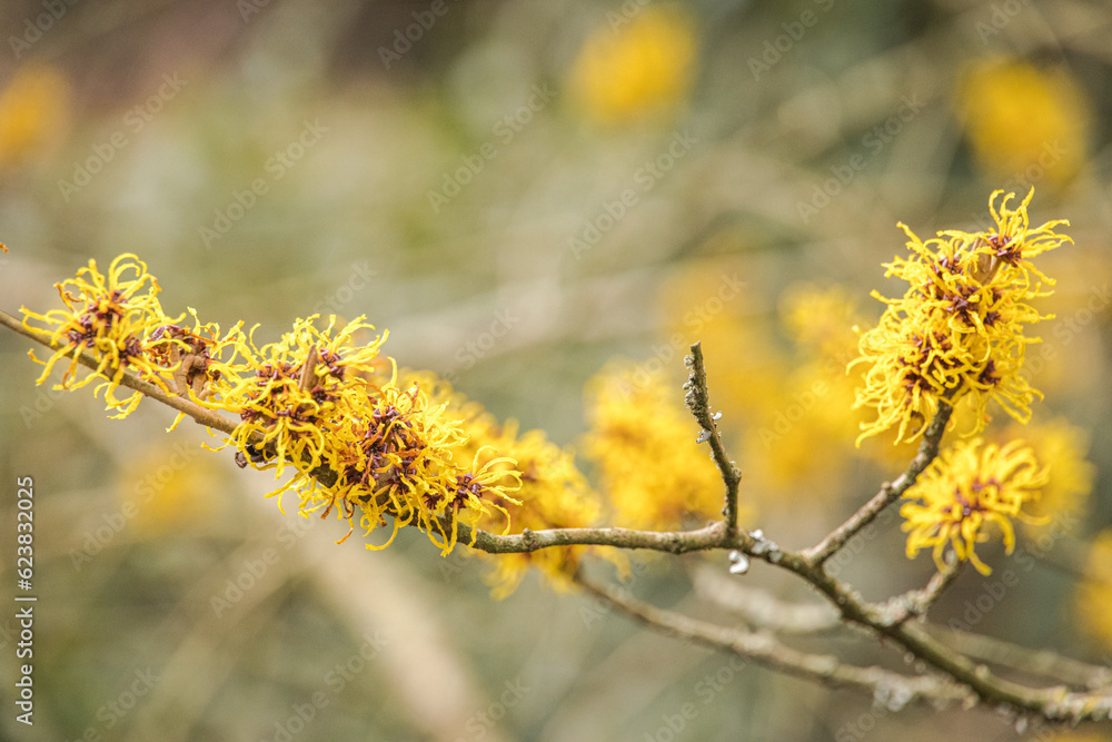 Yellow Witch Hazel (Hamamelis x intermedia 'Nina') Yellow Witch Hazel (Hamamelis x intermedia 'Nina')