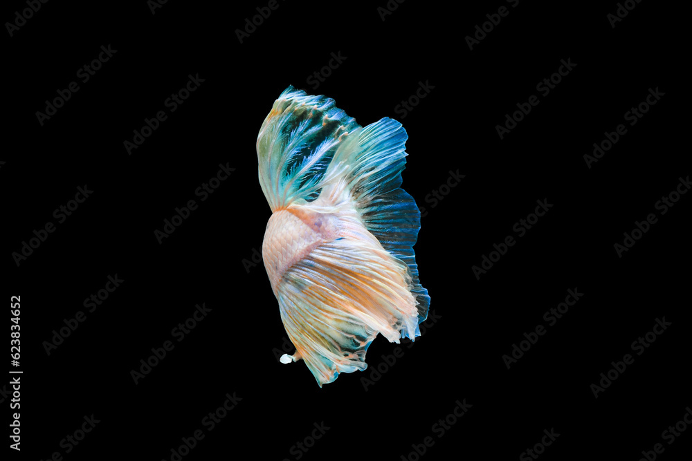 Bright blue halfmoon betta fish swimming beautifully, isolated on black background