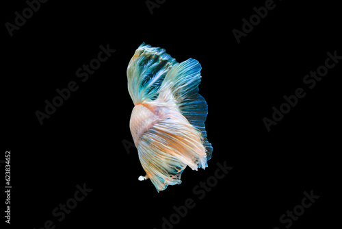 Bright blue halfmoon betta fish swimming beautifully, isolated on black background © Iwankrwn