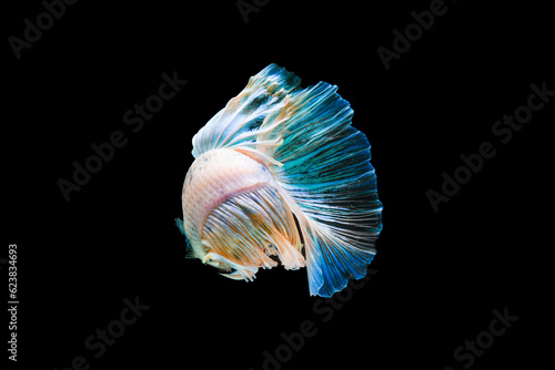 Bright blue halfmoon betta fish swimming beautifully, isolated on black background photo