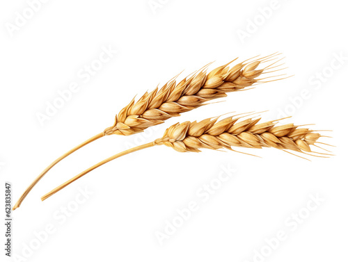 Fototapet An ear of wheat isolated on transparent or white background, png
