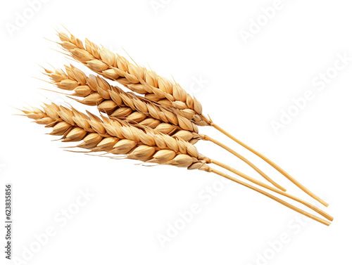 Fototapeta An ear of wheat isolated on transparent or white background, png