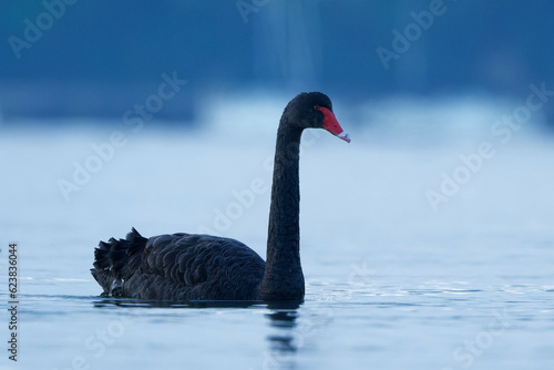 Fototapeta Naklejka Na Ścianę i Meble -  A Black Swan on a beautiful morning in calm sea water