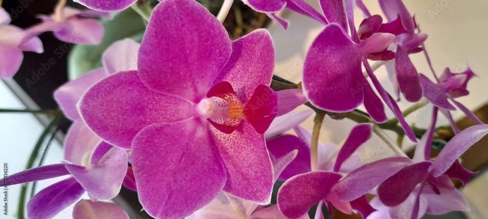 Fototapeta premium purple crocus flowers