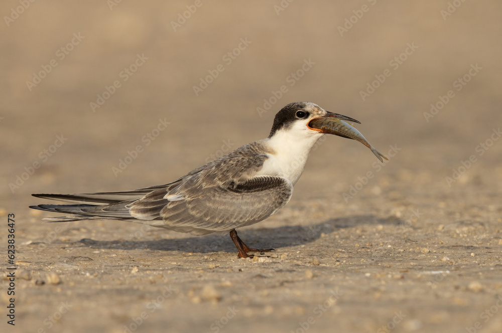 A juvenile White-cheeked Tern trying to swallow a large fish at Tubli, Bahrain A juvenile White-cheeked Tern trying to swallow a large fish at Tubli, Bahrain