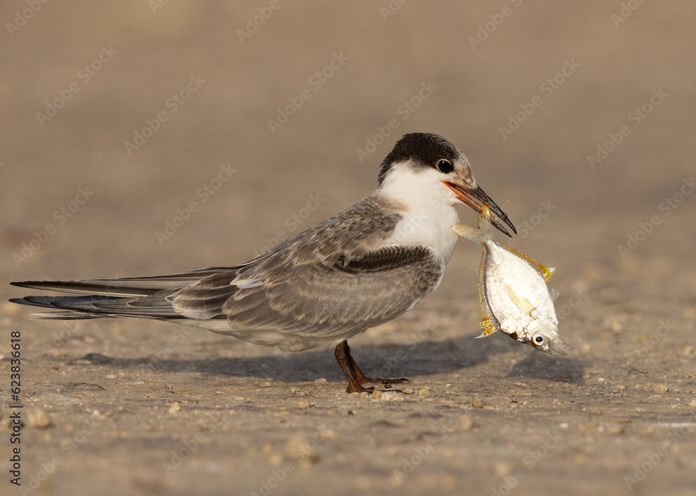A juvenile White-cheeked Tern dropping a fish at Tubli, Bahrain A juvenile White-cheeked Tern dropping a fish at Tubli, Bahrain