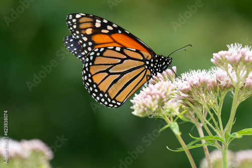 monarch butterfly on a fuzzy pink flower with bokeh background © eugen