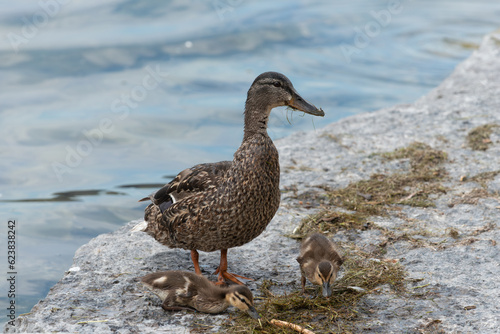 proud protective and curious momma mallard and ducklings by the lake