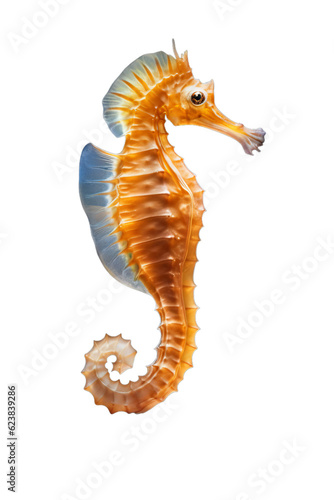 Seahorse isolated on transparent background (PNG)