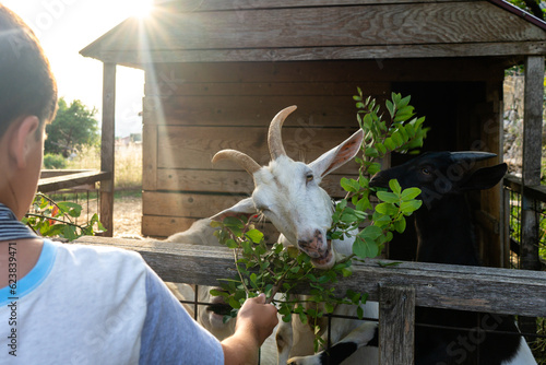 Boy feeding goat bay leaves on a farm photo