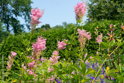 pink astilbe-family plants with blossoms in a summer garden and blue sky