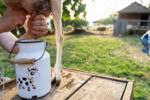 Woman milking a goat on a farm