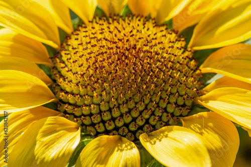 sunflower close up