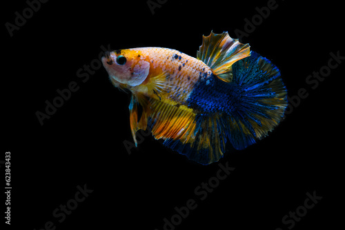Plakad Yellow Blue betta fish, Fancy Halfmoon Betta, Betta splendens Plakad, moving of Betta fish isolated on black background