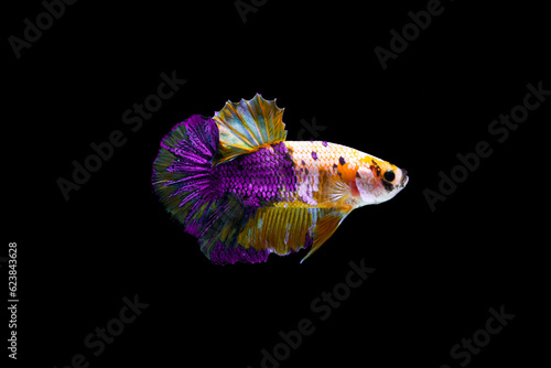 Yellow purple Betta fish, siamese Fighting Fish swimming in Fish tank, isolated on black background