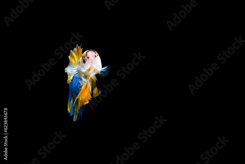 Plakad Yellow Blue betta fish, Fancy Halfmoon Betta, Betta splendens Plakad, moving of Betta fish isolated on black background